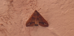 Diaphania fumosalis