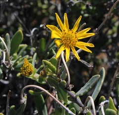 Osteospermum sinuatum sinuatum