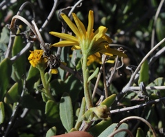 Osteospermum sinuatum sinuatum