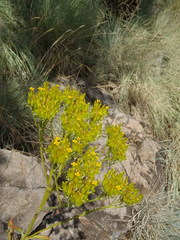 Kalanchoe paniculata