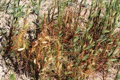 Cuscuta nitida