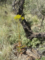 Kalanchoe paniculata