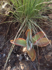 Kalanchoe paniculata
