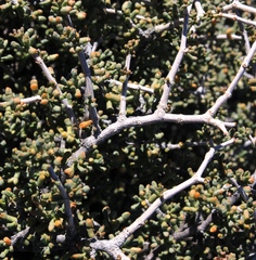 Tetraena retrofracta