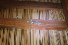 Phelsuma hielscheri