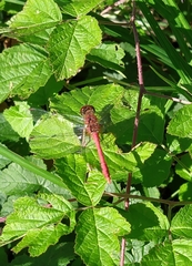 Sympetrum meridionale
