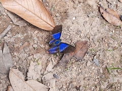 Rhetus dysonii