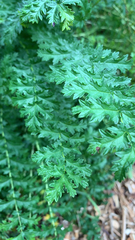 Filipendula vulgaris