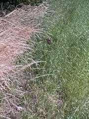 Oryctolagus cuniculus