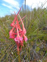 Disa porrecta