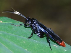 Protichneumon