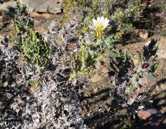 Codon royenii