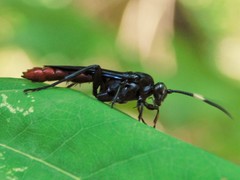 Protichneumon