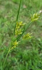 Cyperus schweinitzii