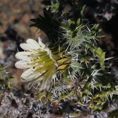 Codon royenii