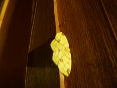 Periclina