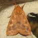 Aspen Twoleaf Tier Moth - Photo (c) Dan MacNeal, some rights reserved (CC BY), uploaded by Dan MacNeal