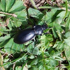 Carabus germarii