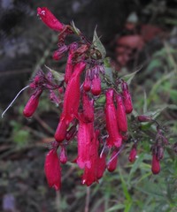 Penstemon hartwegii