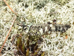 Spharagemon marmorata