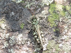 Spharagemon marmorata