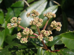 Viburnum cinnamomifolium