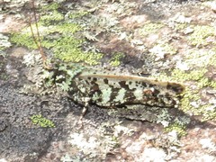 Spharagemon marmorata