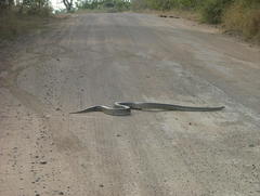 Python natalensis
