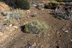 Monechma spartioides