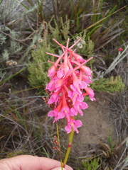 Disa porrecta