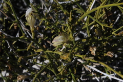 Monechma spartioides