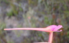 Disa porrecta