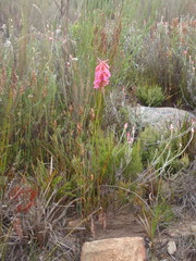 Disa porrecta