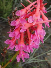 Disa porrecta