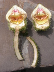 Victoria cruziana