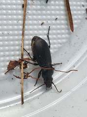 Pterostichus melanarius