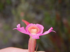 Disa porrecta