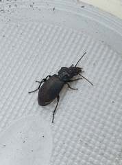 Pterostichus melanarius