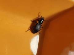 Pterostichus melanarius