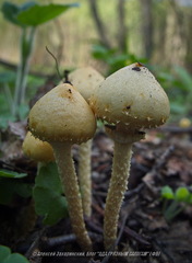 Leratiomyces squamosus