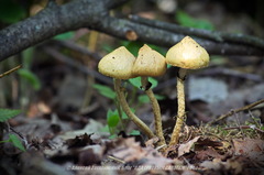 Leratiomyces squamosus