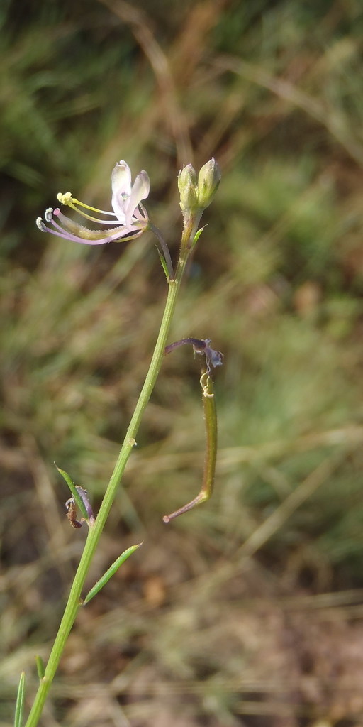 Cleome conrathii (Cleome conrathii)