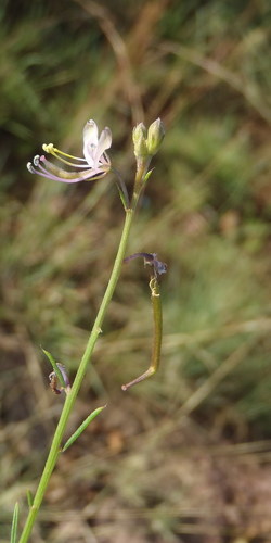 Cleome conrathii (Cleome conrathii)