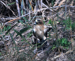 Hieraaetus pennatus