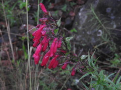 Penstemon hartwegii