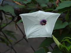 Melitoma taurea