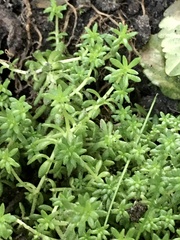 Sedum japonicum