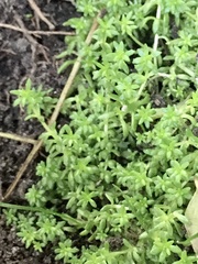 Sedum japonicum