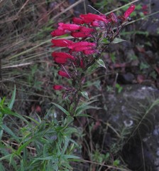 Penstemon hartwegii