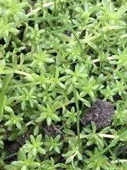 Sedum japonicum